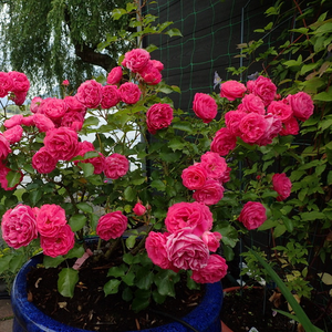 Красная - Парковая кустовая роза 